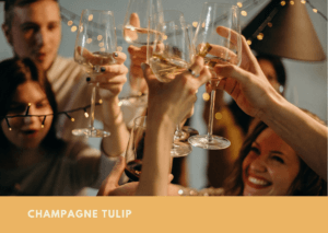 Champagne Tulip