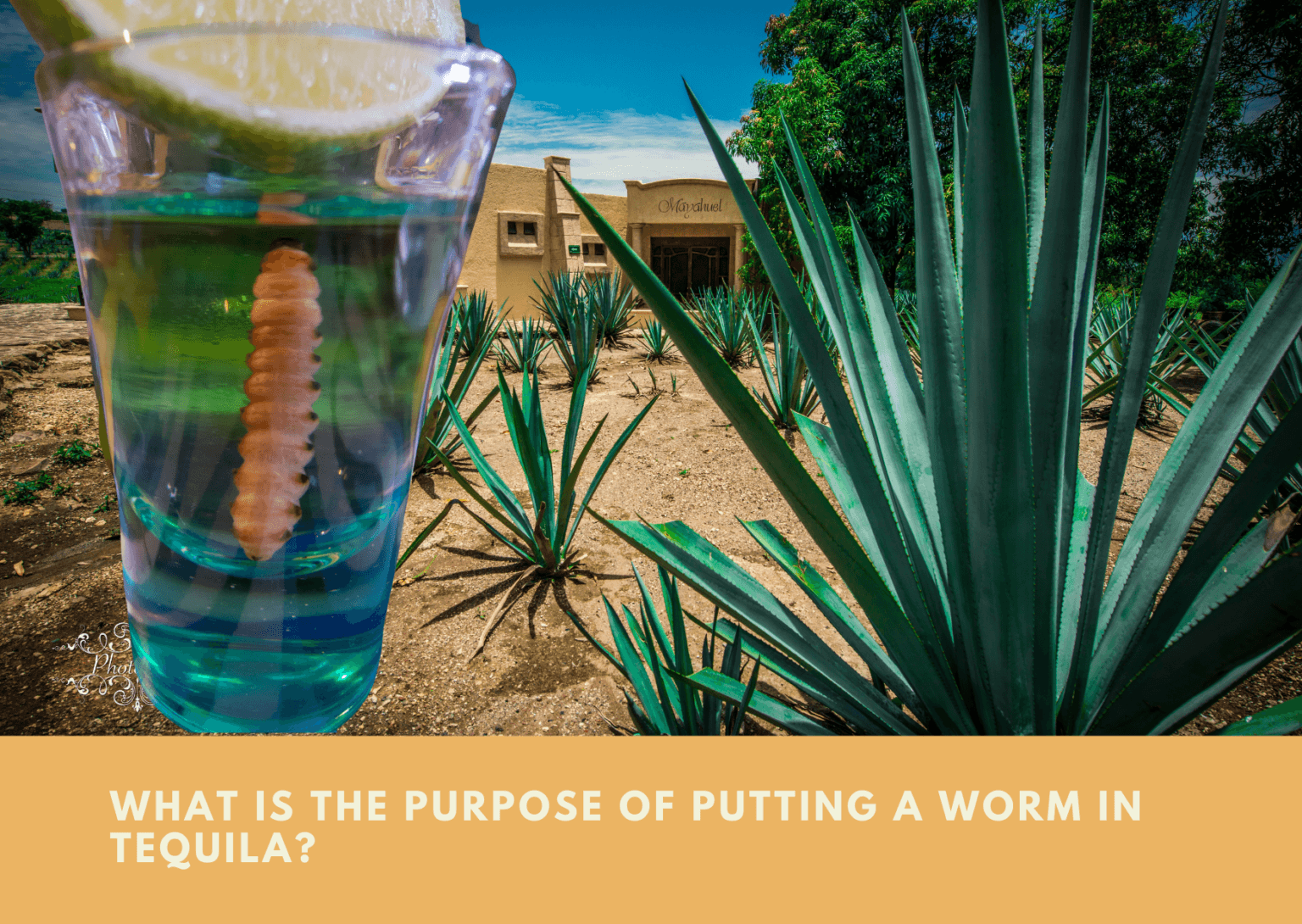 What Is The Purpose OF Putting A Worm In Tequila Home Bar Kit